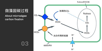 微藻固碳過程 微藻固碳過程